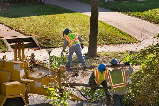 The Steps Involved in Our Tree Care Process in Yale, OK